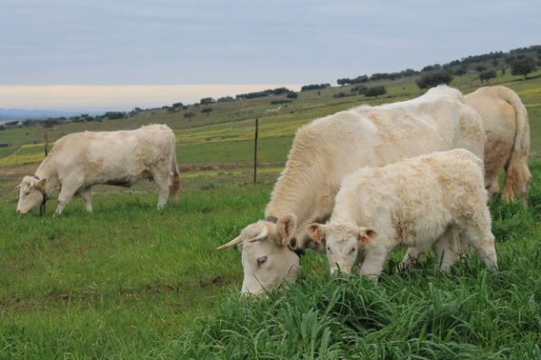 Vacas Charolesas